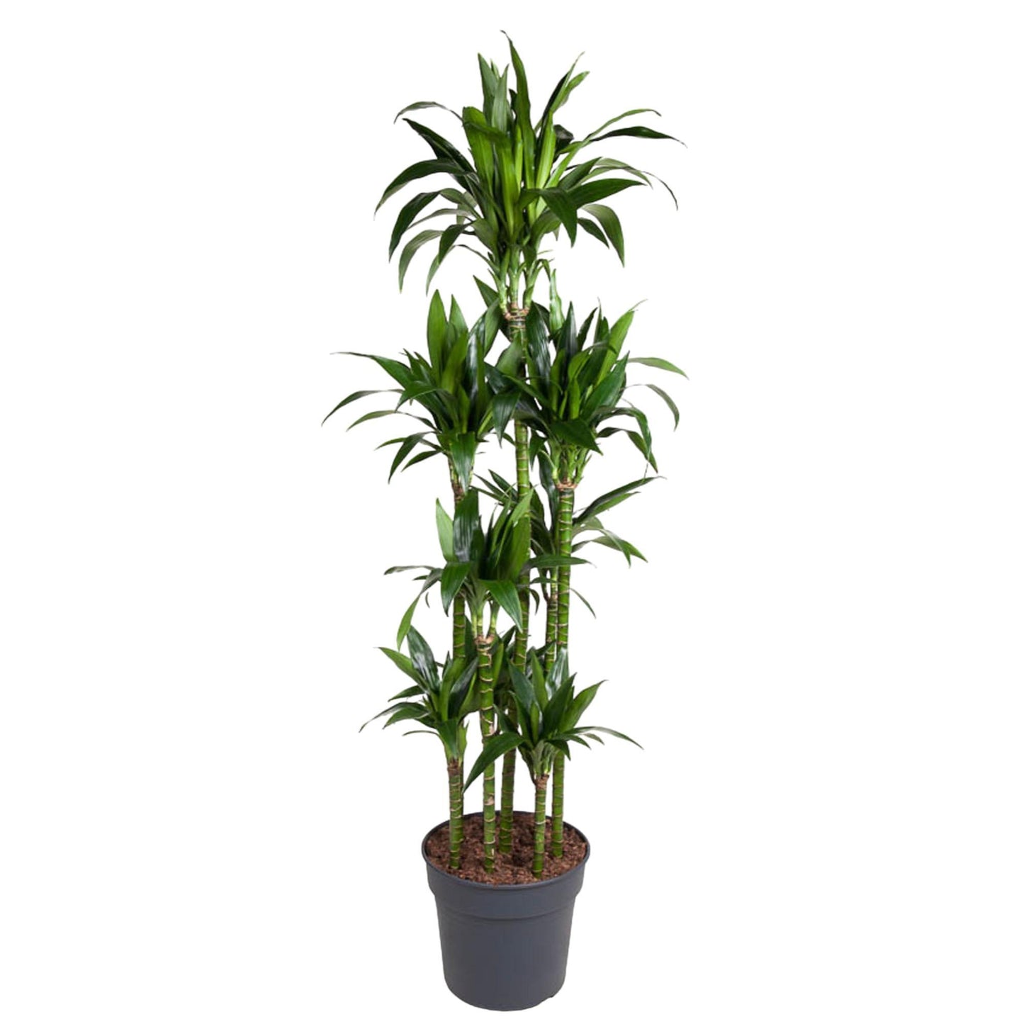 Dracaena Janet Craig