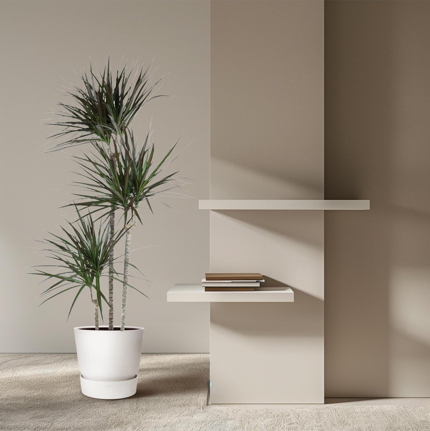 Dracaena Magenta