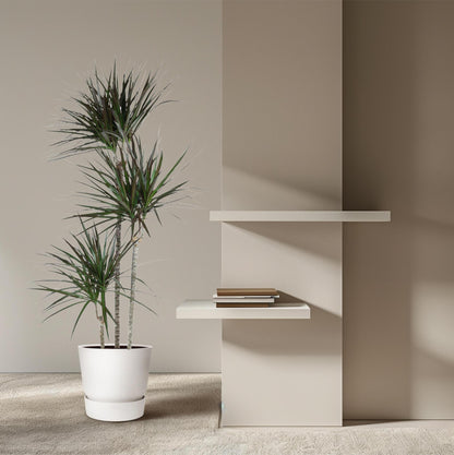 Dracaena Magenta