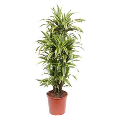 Dracaena Lemon Lime