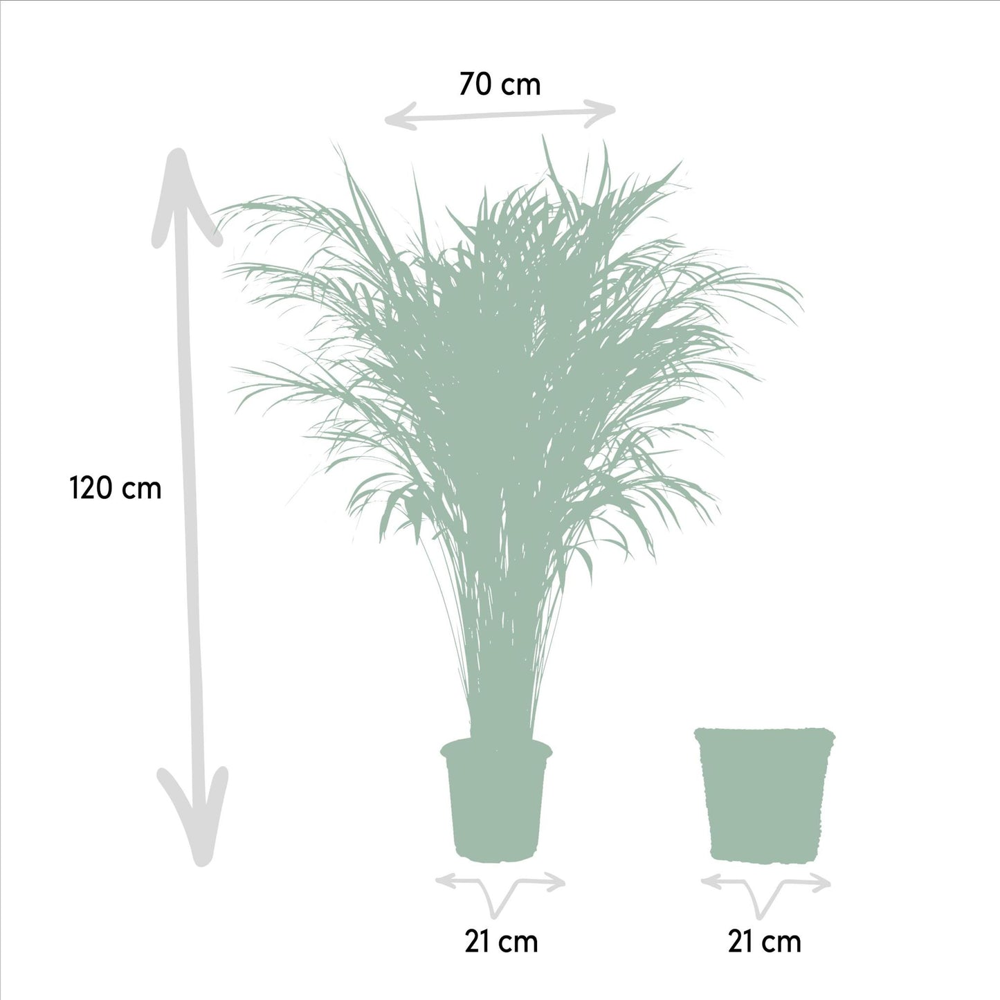 Areca palm met mand