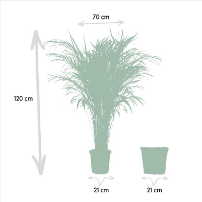 Areca palm met mand