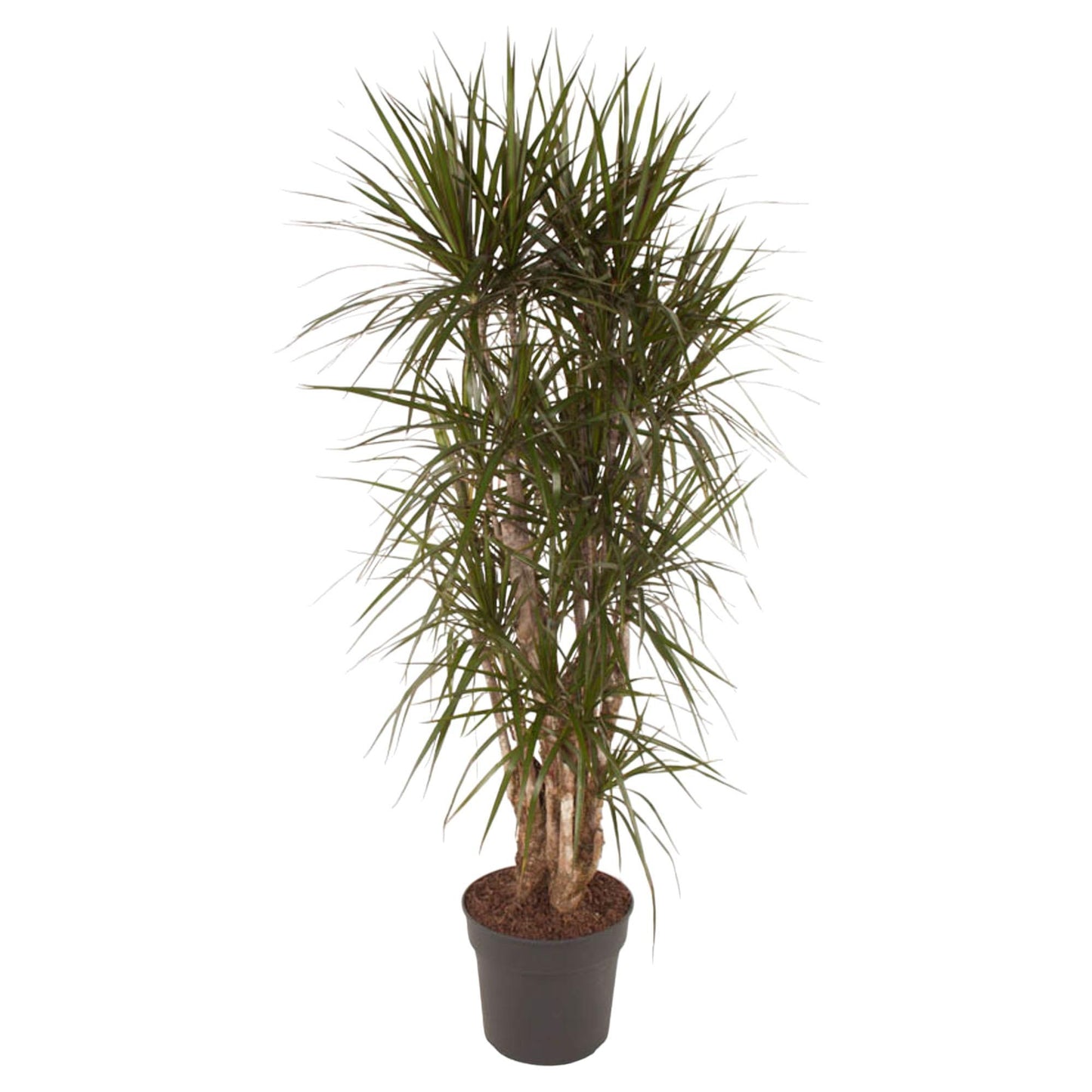 Dracaena Marginata