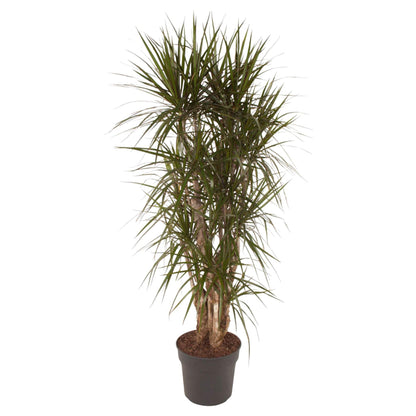 Dracaena Marginata