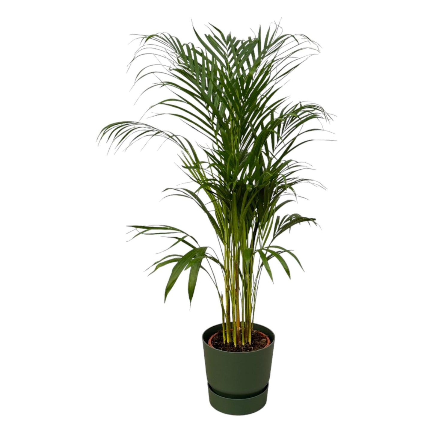Areca palm - inclusief elho Greenville Round pot