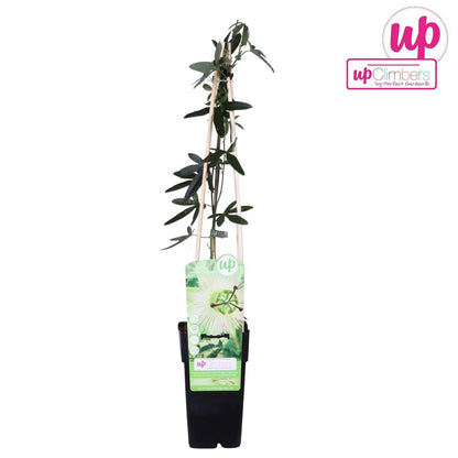 Passiflora wit caerulea 'Constance Elliot' - Ø15cm - ↕65cm