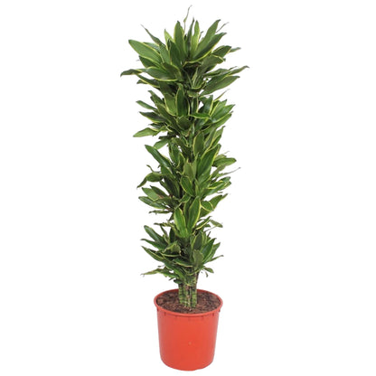 Dracaena Golden Coast