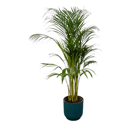 Areca palm - inclusief elho Vibes Fold Round