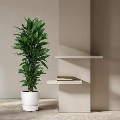 Dracaena Janet Lind