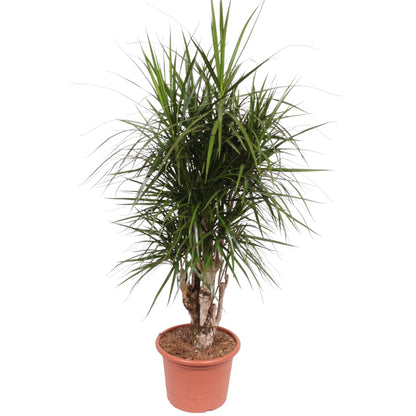 Dracaena Marginata