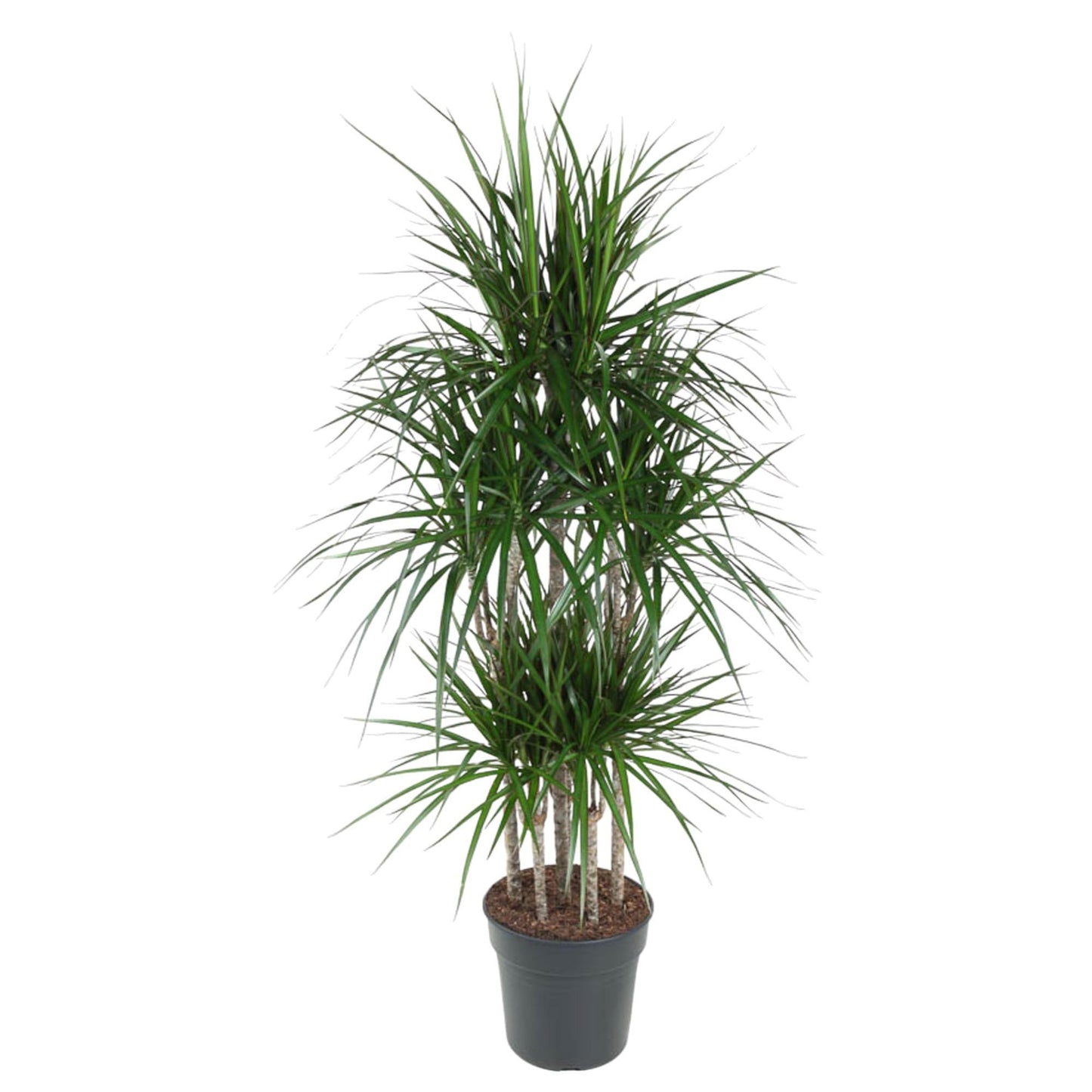 Dracaena Marginata