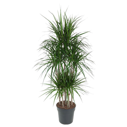 Dracaena Marginata