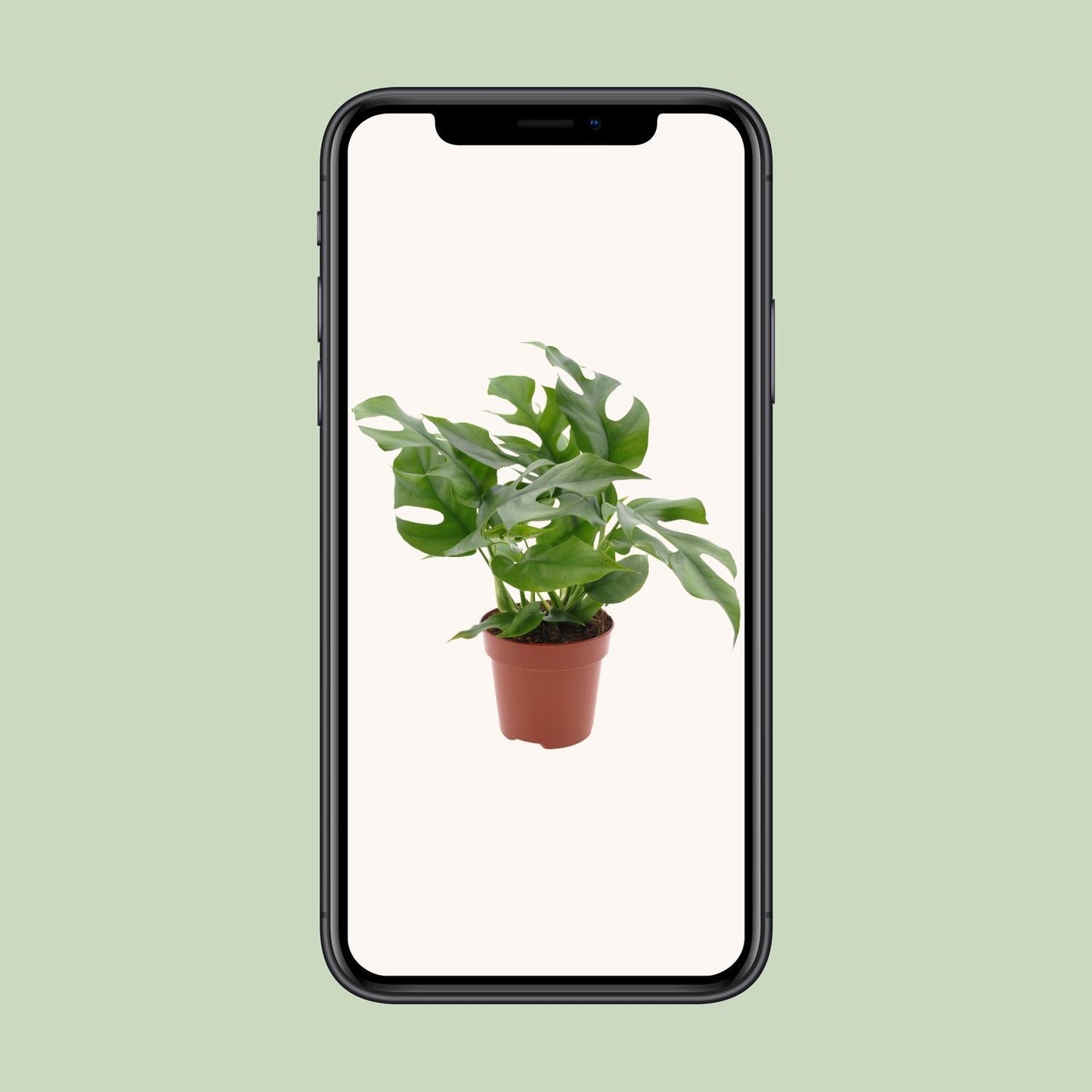 Monstera Minima - Ø12cm - ↕25cm