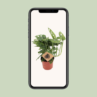 Monstera Monkey - Ø12cm - ↕30cm