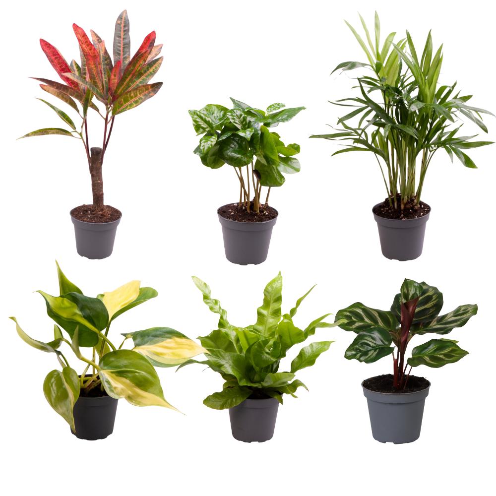 Baby Plantjes Verrassingsbox - Ø6cm - ↕12cm