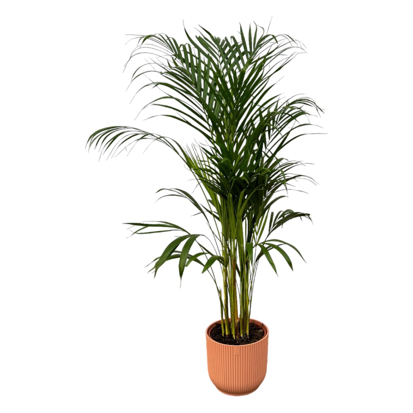 Areca palm - inclusief elho Vibes Fold Round