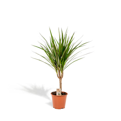 Dracaena Marginata