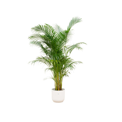 Areca palm - inclusief elho Vibes Fold Round