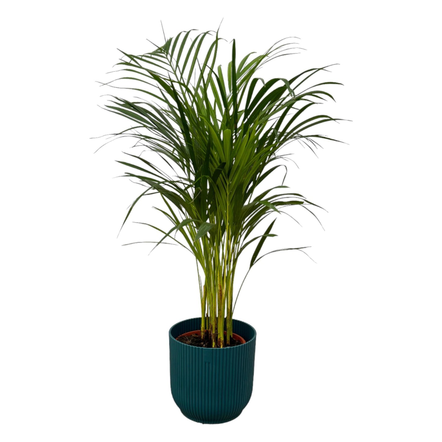 Areca palm - inclusief elho Vibes Fold Round