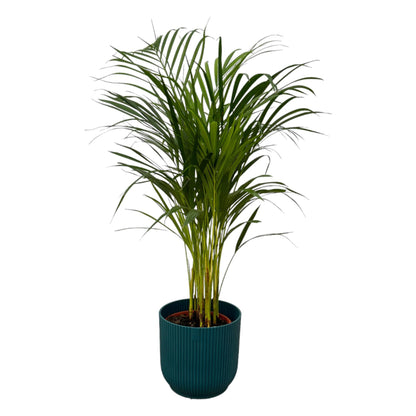 Areca palm - inclusief elho Vibes Fold Round