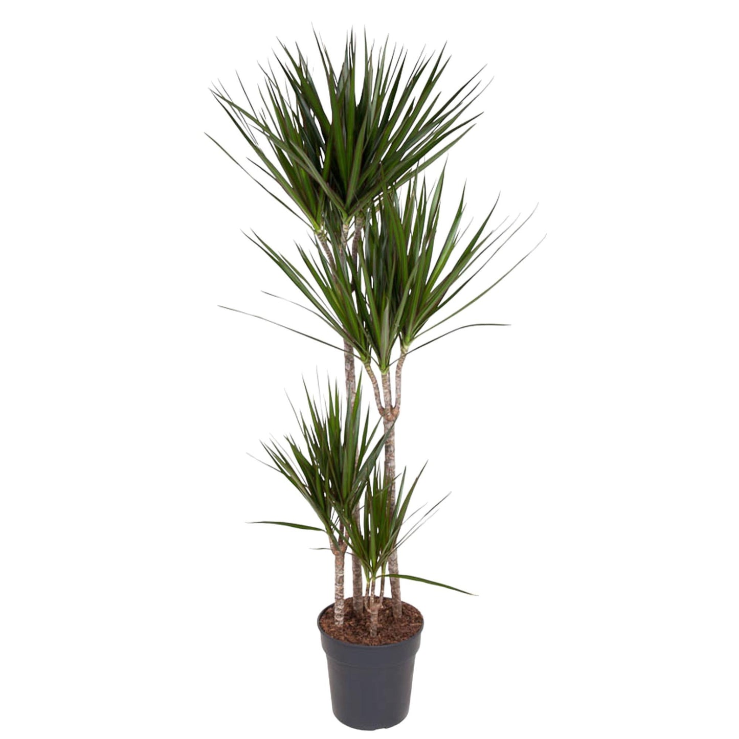 Dracaena Marginata