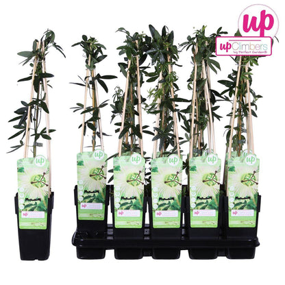 Passiflora wit caerulea 'Constance Elliot' - Ø15cm - ↕65cm