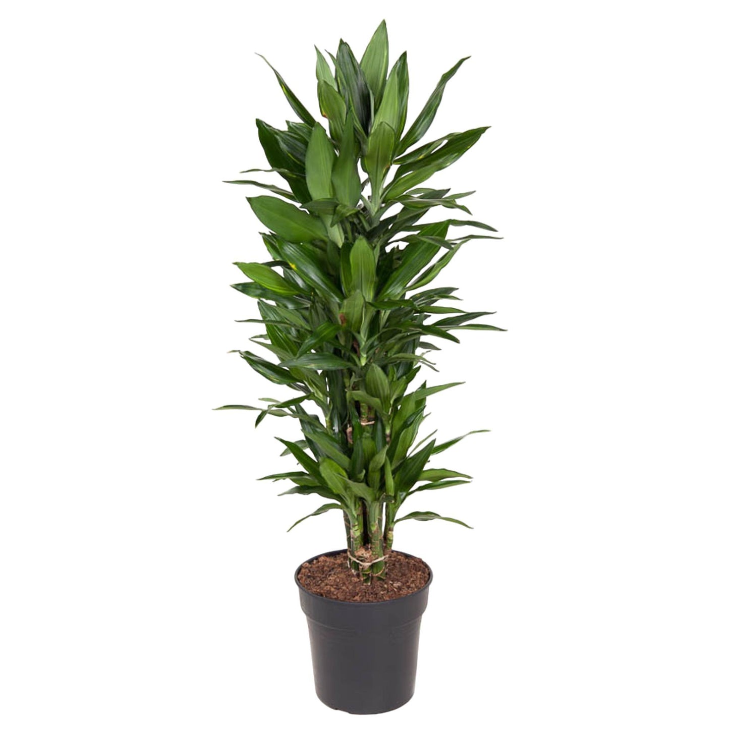 Dracaena Janet Lind
