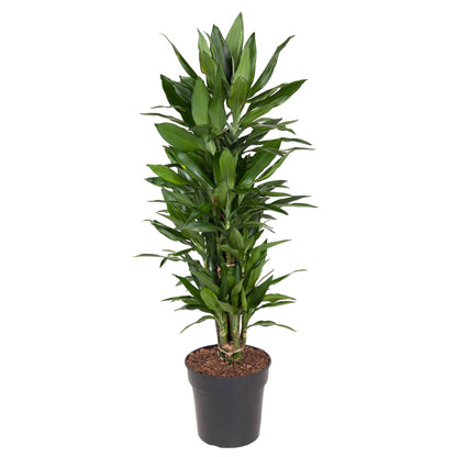 Dracaena Janet Lind