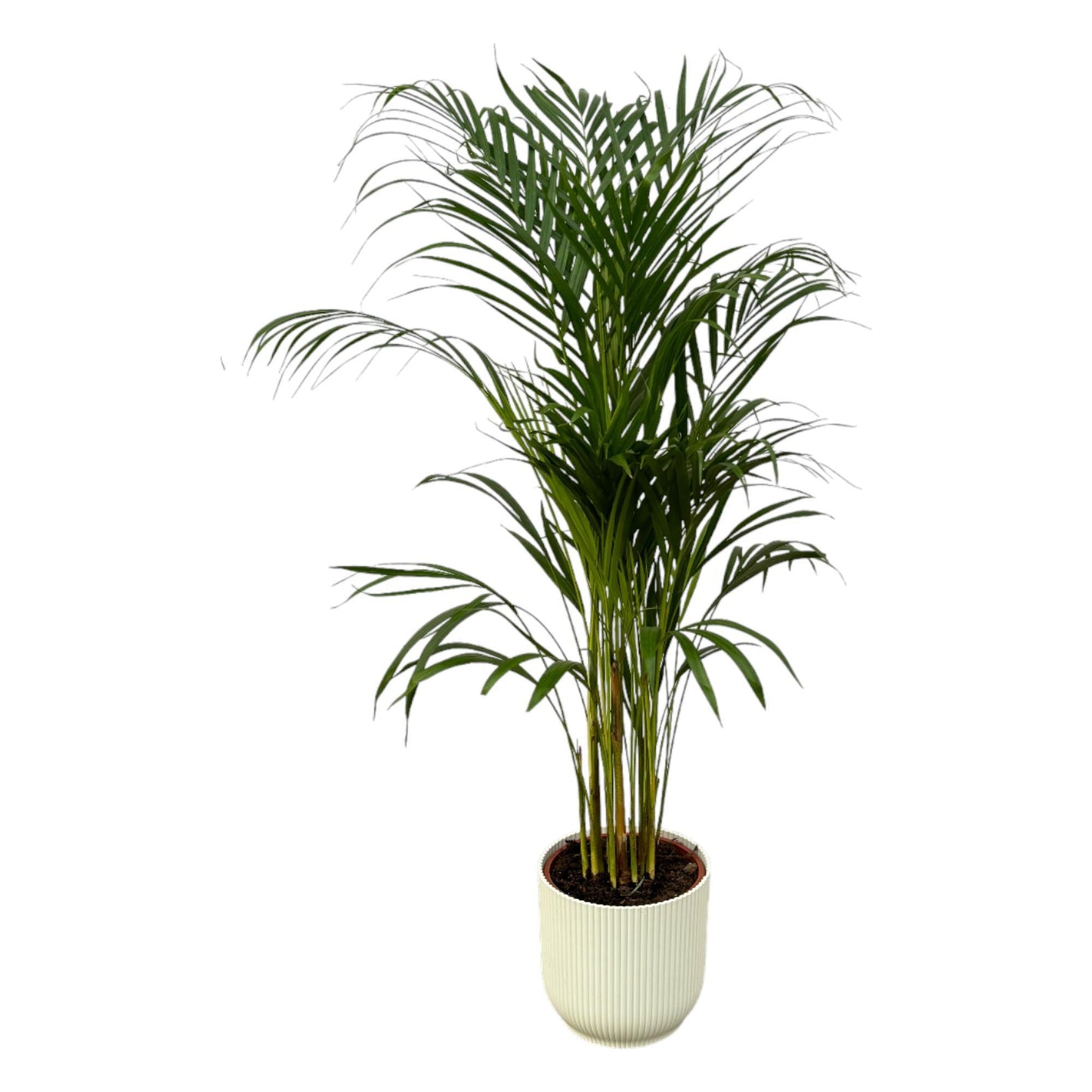 Areca palm - inclusief elho Vibes Fold Round