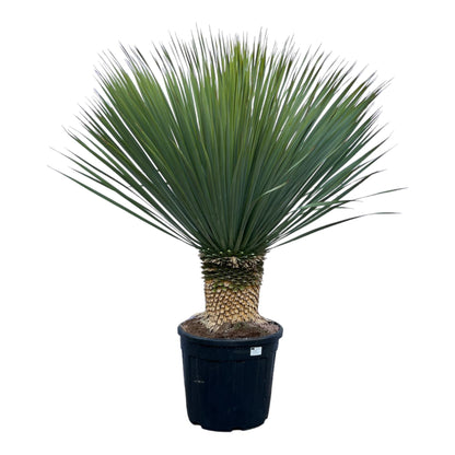 Yucca Rostrata op stam