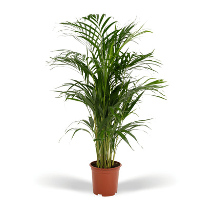 Areca palm (Dypsis Lutescens)