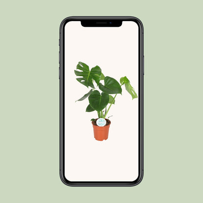 Monstera Deliciosa - Gatenplant - Ø21cm - ↕65cm - Ø17 - 55cm