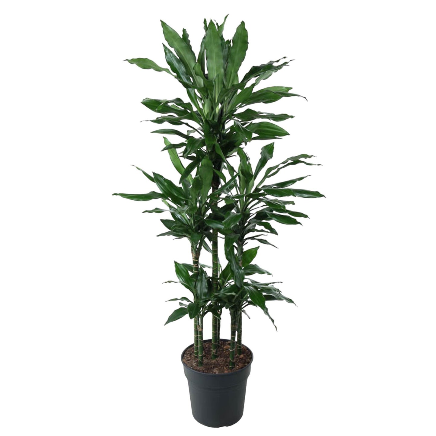 Dracaena Janet Lind