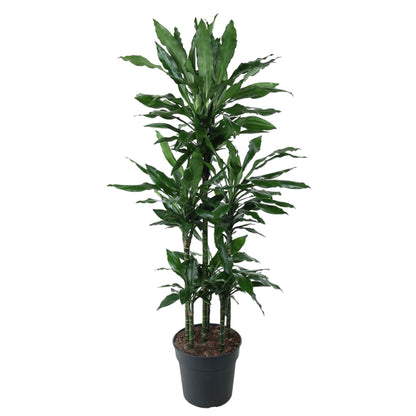Dracaena Janet Lind