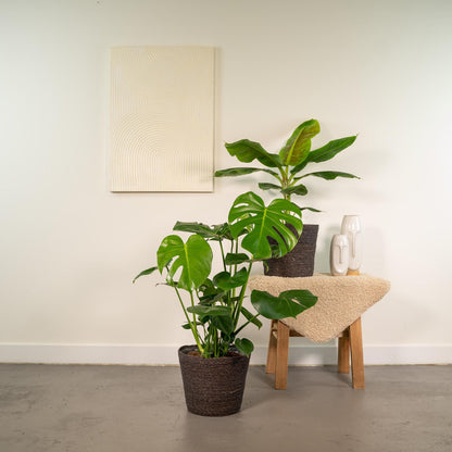 Monstera Deliciosa - Ø21cm - ↕75cm + Musa Dwarf Cavendish - Ø21cm - ↕85cm
