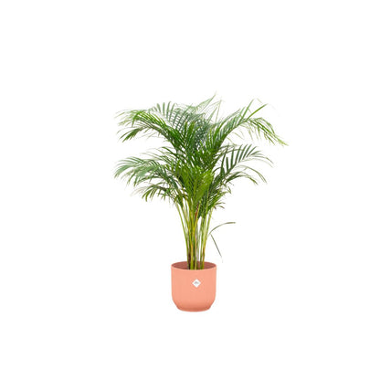 Areca palm - inclusief elho Vibes Fold Round