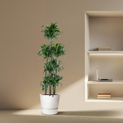 Dracaena Dorado