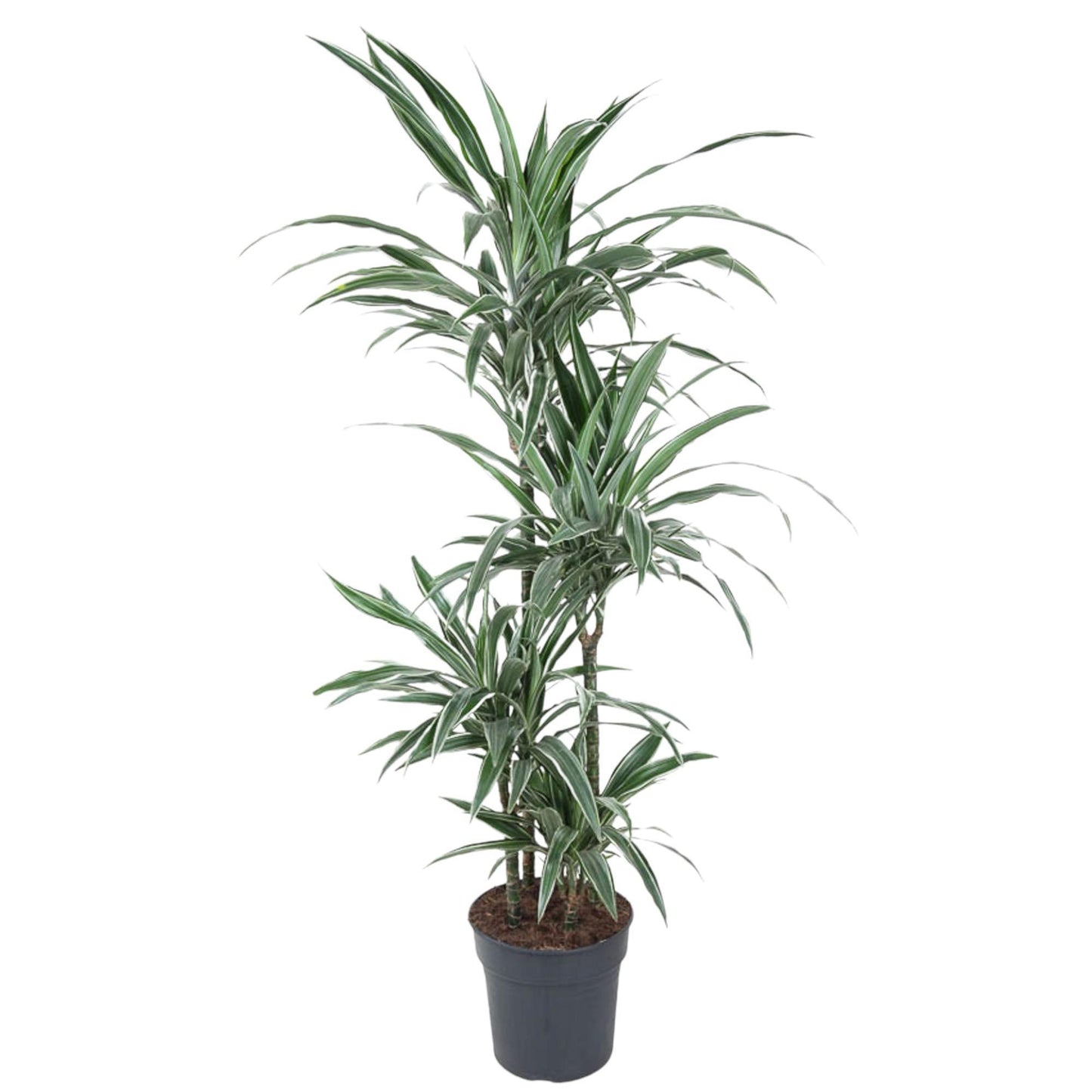 Dracaena Warneckei