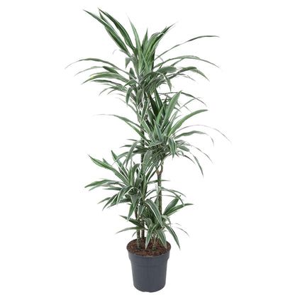 Dracaena Warneckei