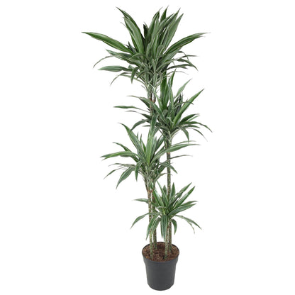 Dracaena Warneckei