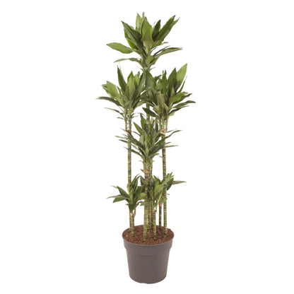 Dracaena Janet Lind