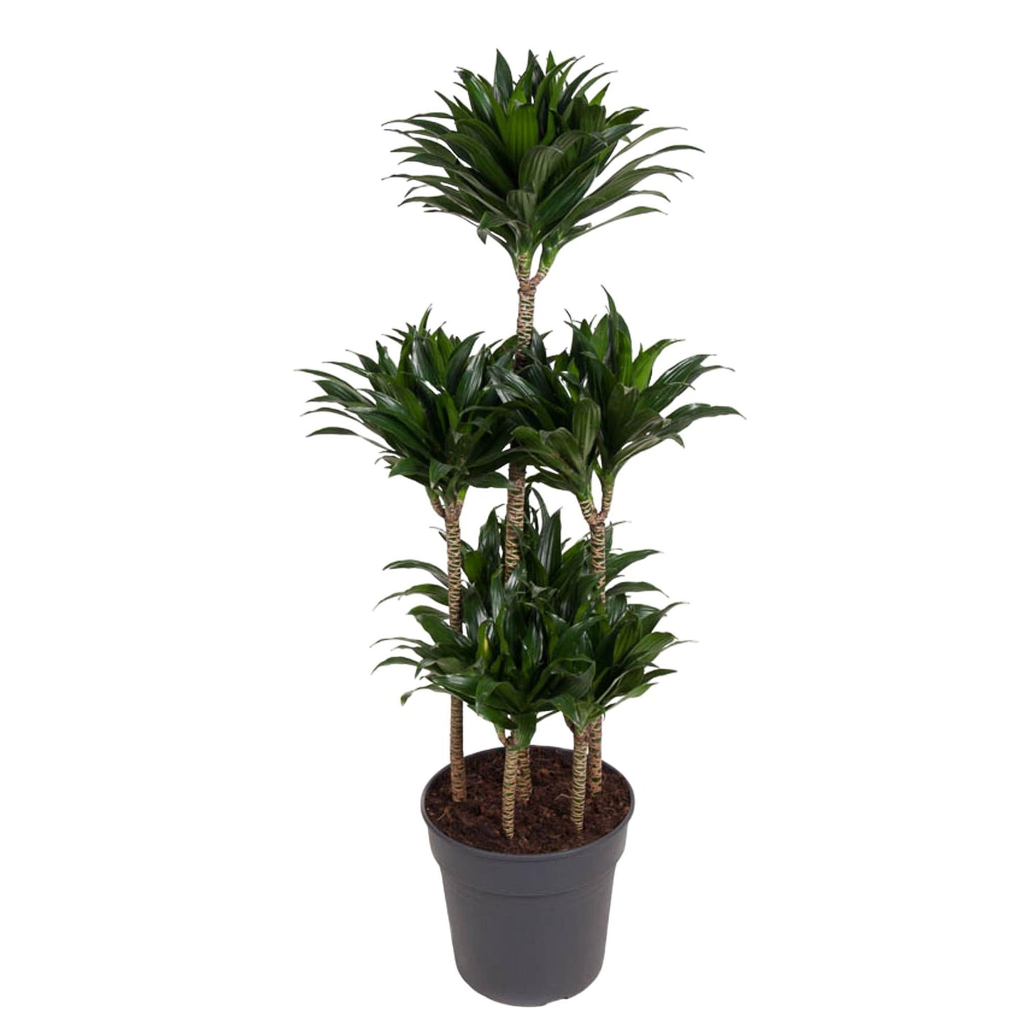 Dracaena Compacta
