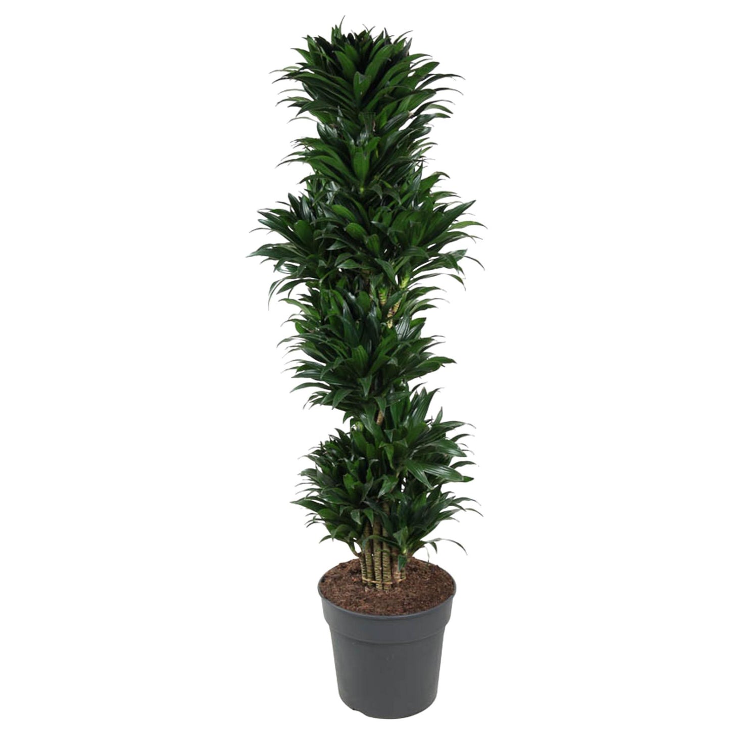 Dracaena Compacta