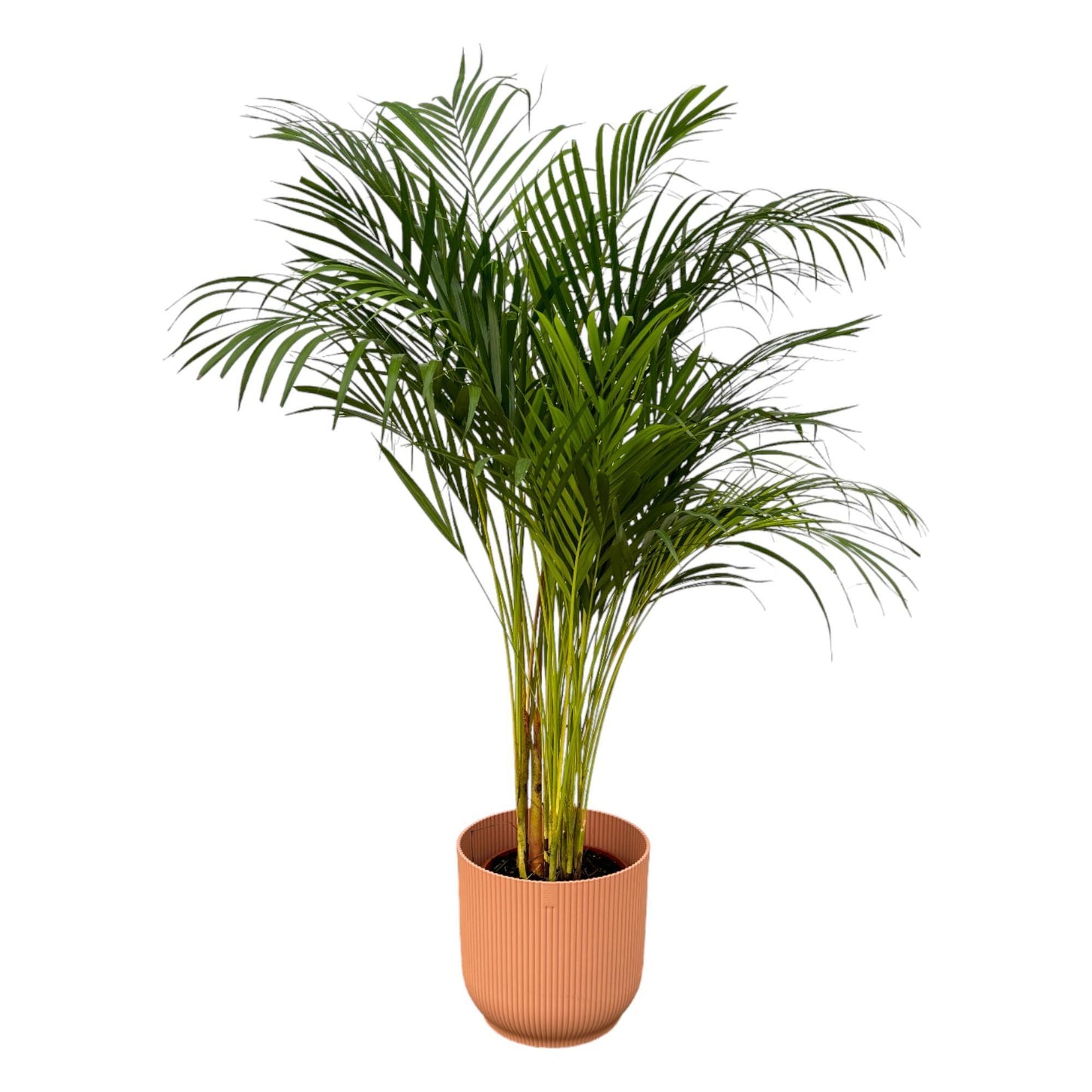 Areca palm - inclusief elho Vibes Fold Round