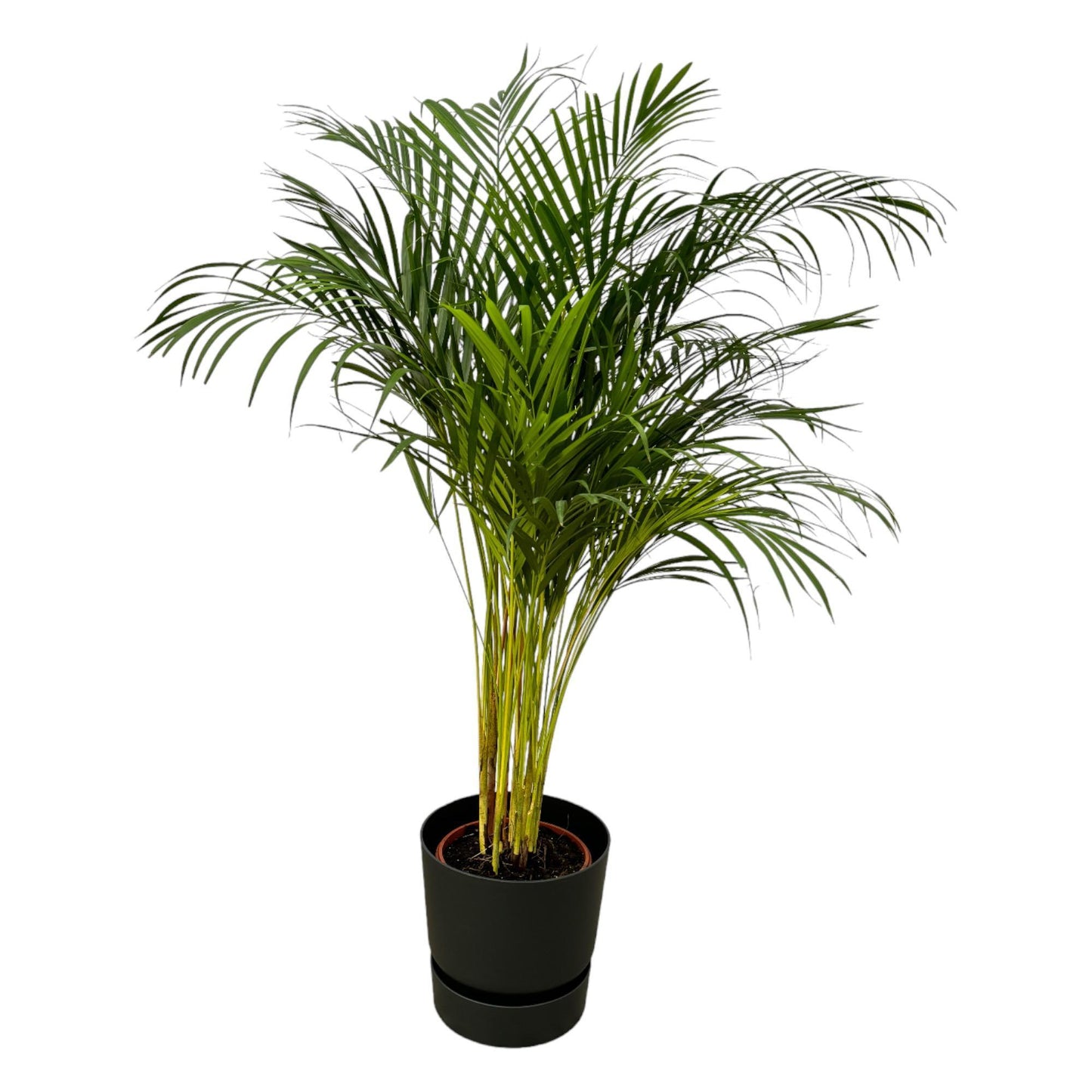 Areca palm - inclusief elho Greenville Round pot