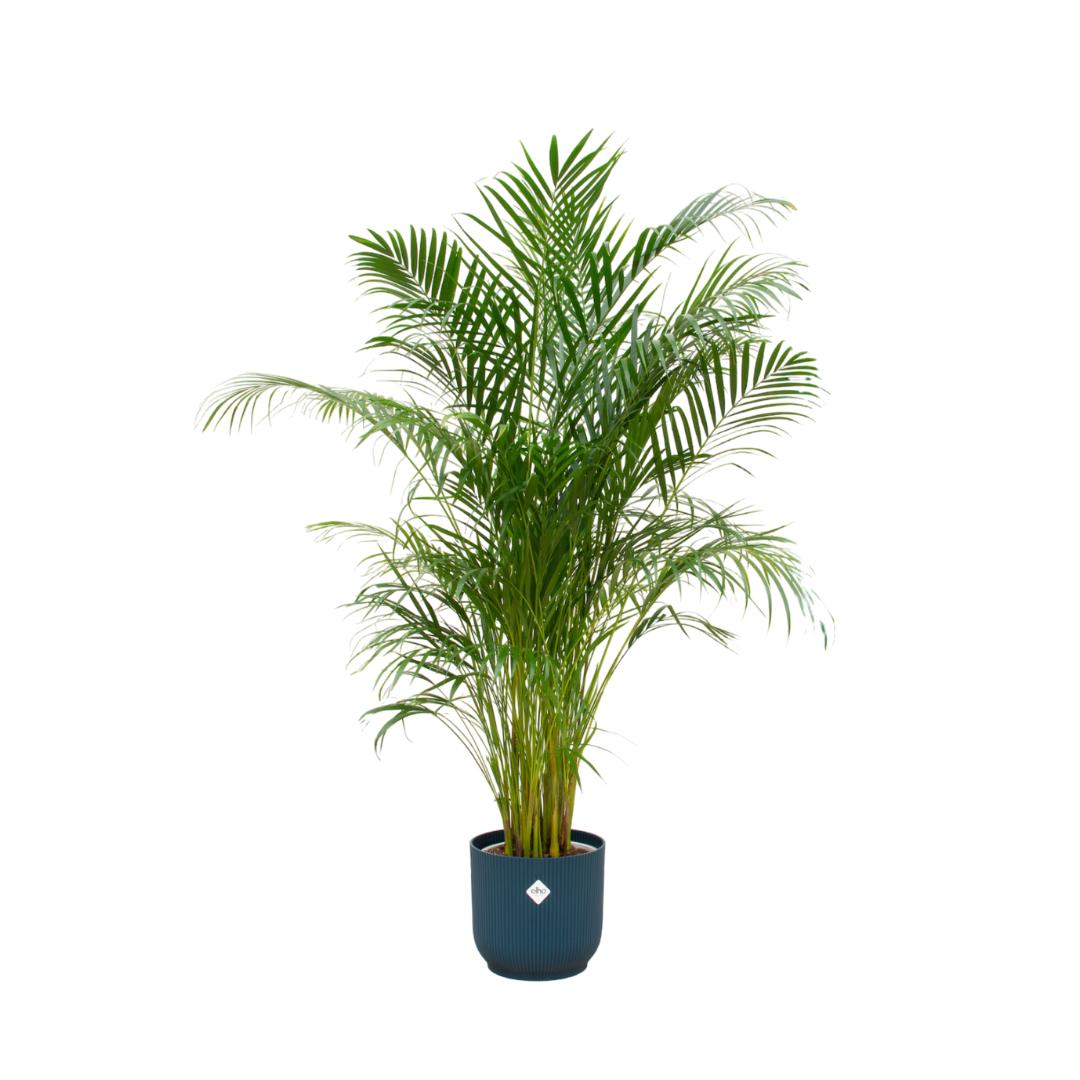 Areca palm - inclusief elho Vibes Fold Round