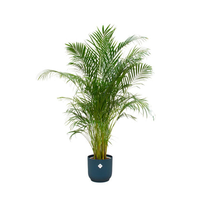 Areca palm - inclusief elho Vibes Fold Round