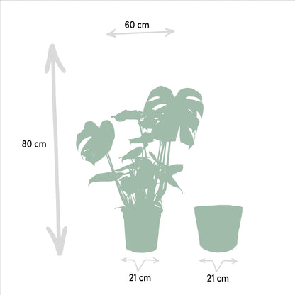 Monstera Deliciosa - ↨80cm - Ø21cm + Mand Selin