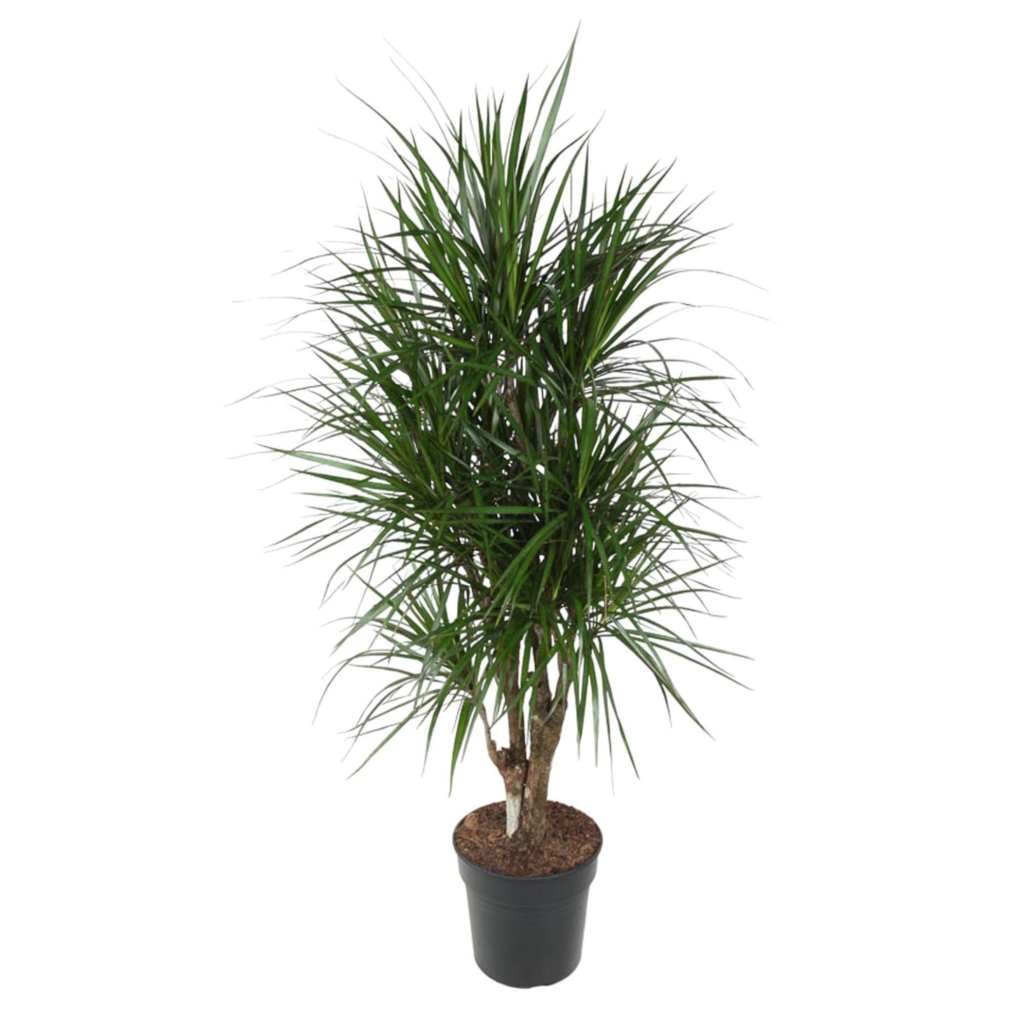 Dracaena Marginata