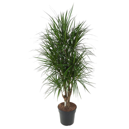 Dracaena Marginata